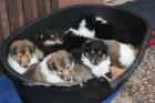 Süsse Colliewelpen aus VDH Hobbyzucht