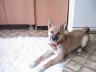 Shiba inu reinra. 11. mon