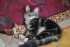Norwegische Waldkatzen Kitten in verschiedenen Farben mit Papiere und 100 Schm