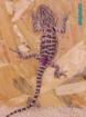 German Gaint Orange x Florida O. Blood Barti Babys