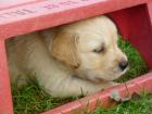 Golden Retriever Welpen