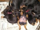 Deutsche Pinscher Welpen