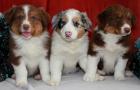 Don de 3 Chiots chihuahua pure race 1 femelle 2 m les aux LOF