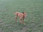 Buddy sucht sportliche Familie
