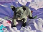 Französische Bulldoggen bereit für ein neues liebevolles zu Hause.