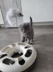 Bkh / scottish fold