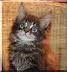 Maine Coon Babys suchen Schmuseplatz