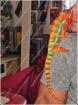 Pantherchamaeleon Furcifer Pardalis Ambilobe DNZ