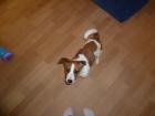 1 jähriger reinrassiger Jack russel