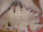 Jack russell terrier mit FCI Papiere