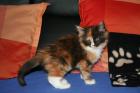 Maine Coon Kitten