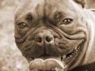 Französische Bulldogge Bully super Kinderlieb Herzensbrecher
