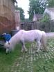 2 Mini-Shetland Ponys Max und Moritz Beistellpferde
