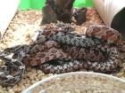 Pantherophis guttatus - Kornnattern ENZ 2022