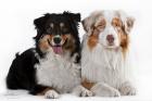 Bildschöne Australian Shepherd Welpen m. P.