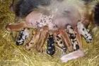 Kune Kune Ferkel