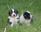 4 Men in Black Australian Shepherd Jungs suchen noch Sie ja genau Sie/Dich