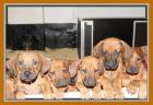 4 Rhodesian Ridgeback Mädels suchen.