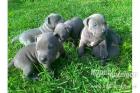 Blueline welpen American Pitbull Terrier 99ssee