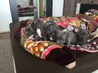 American Welpen Blue-Line Pit Bull Terrier 77ssw.