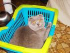 Deckkater Scottish Fold Faltohrkatze für BKH
