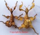 Extatosoma tiaratum Australische Gespenstschrecken