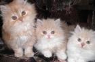 Perserbabys