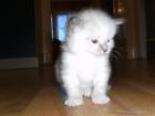 Ragdoll Kitten