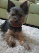 Elvis unser Yorki will Papa werden