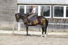 Wallach 5 Jahre professioneller Vollberitt