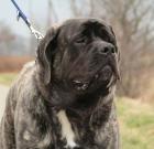 Old English Mastiff Rüde Askaban