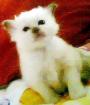 Reinrassige Heilige Birmababys suchen neues Zuhause