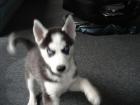 Siberian Husky
