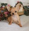 Mini - Chihuahua welp